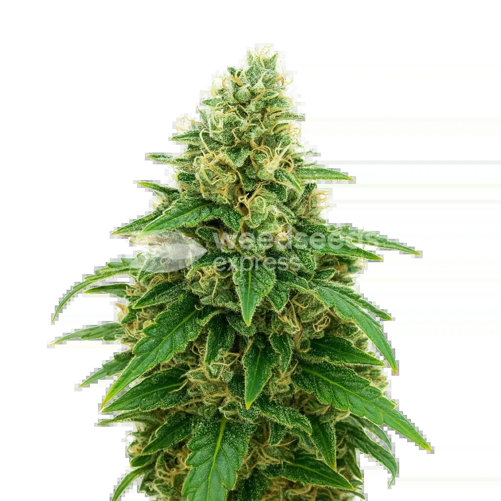 Stardawg Auto Seeds