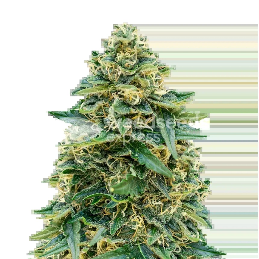 Stardawg Seeds