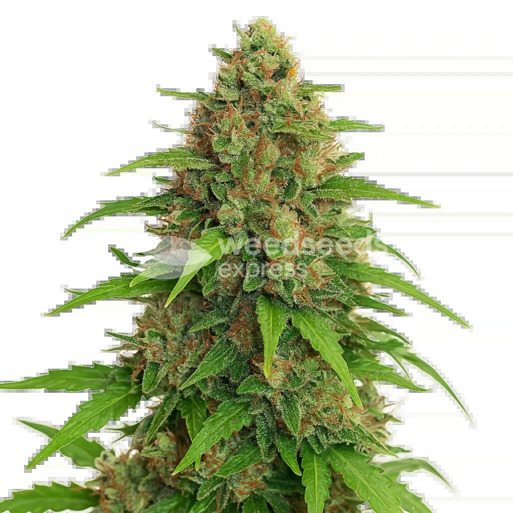 Strawberry Banana Auto Seeds