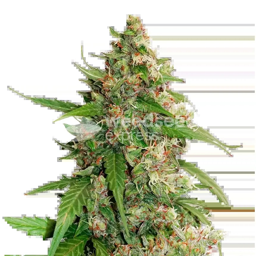 Strawberry Banana Seeds