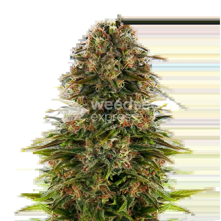 Strawberry CBD Seeds