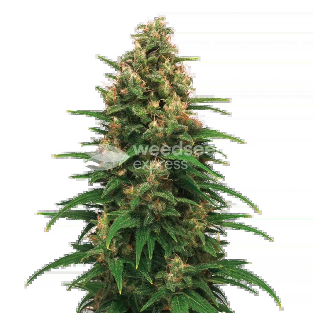 Strawberry Cough Auto Seeds