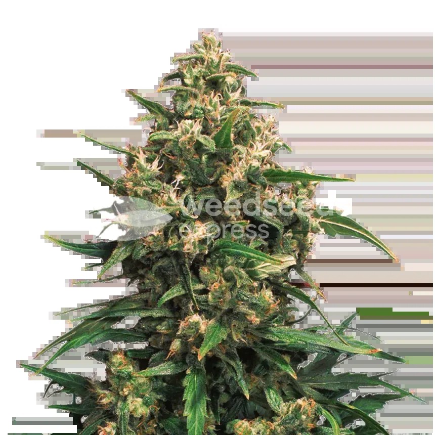 Strawberry Cough Seeds