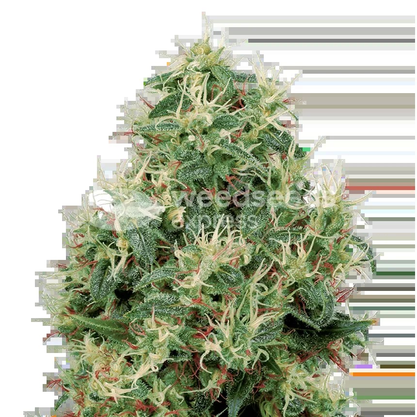 Strawberry Kush Seeds