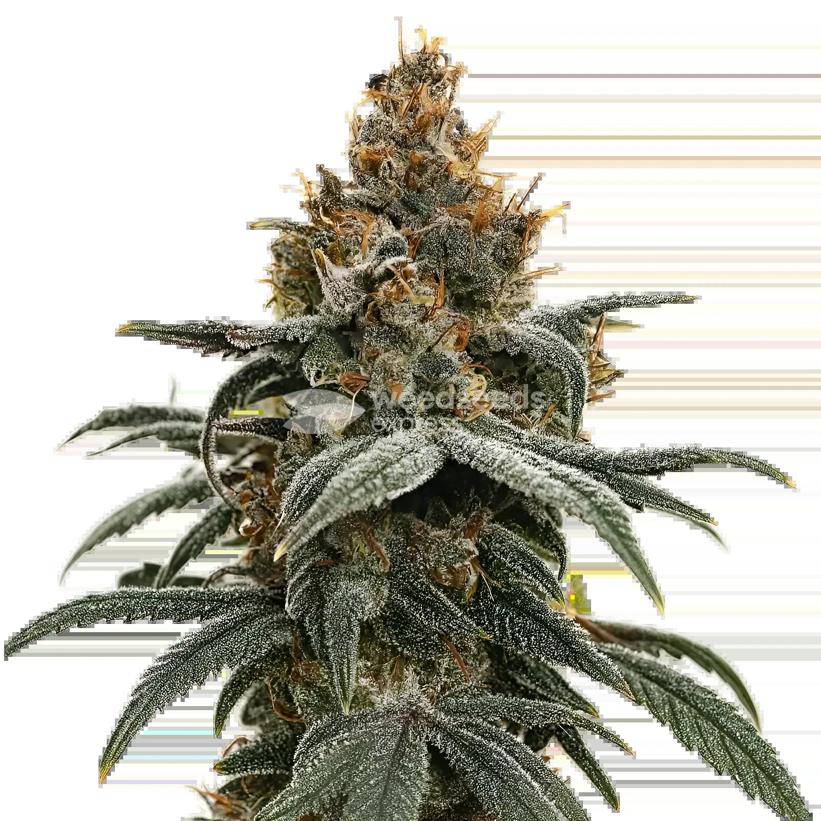 Sundae Driver Seeds