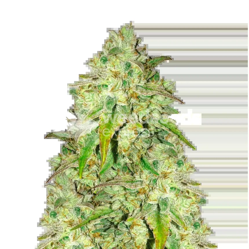Sunset Sherbet Seeds