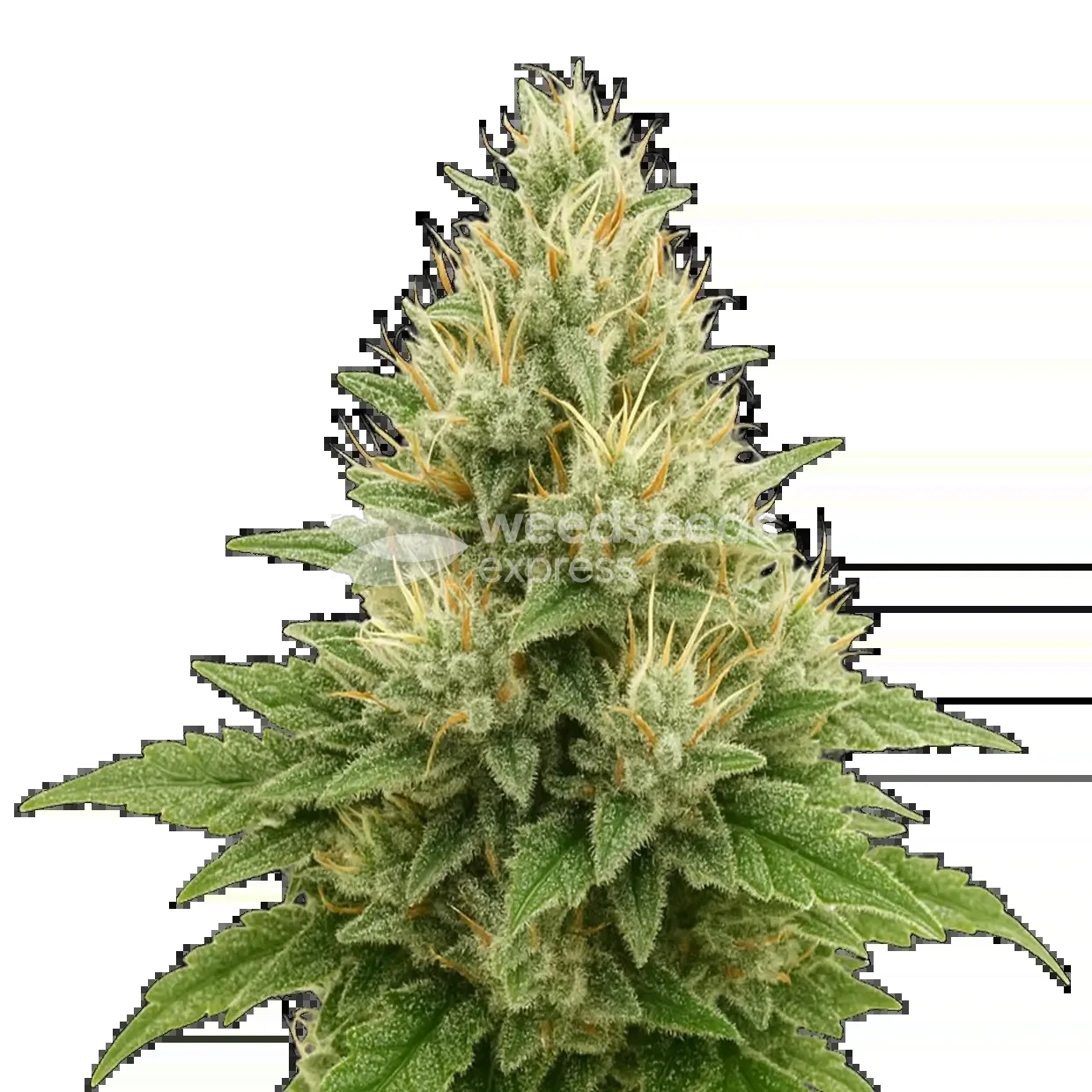 Super Boof Auto Seeds