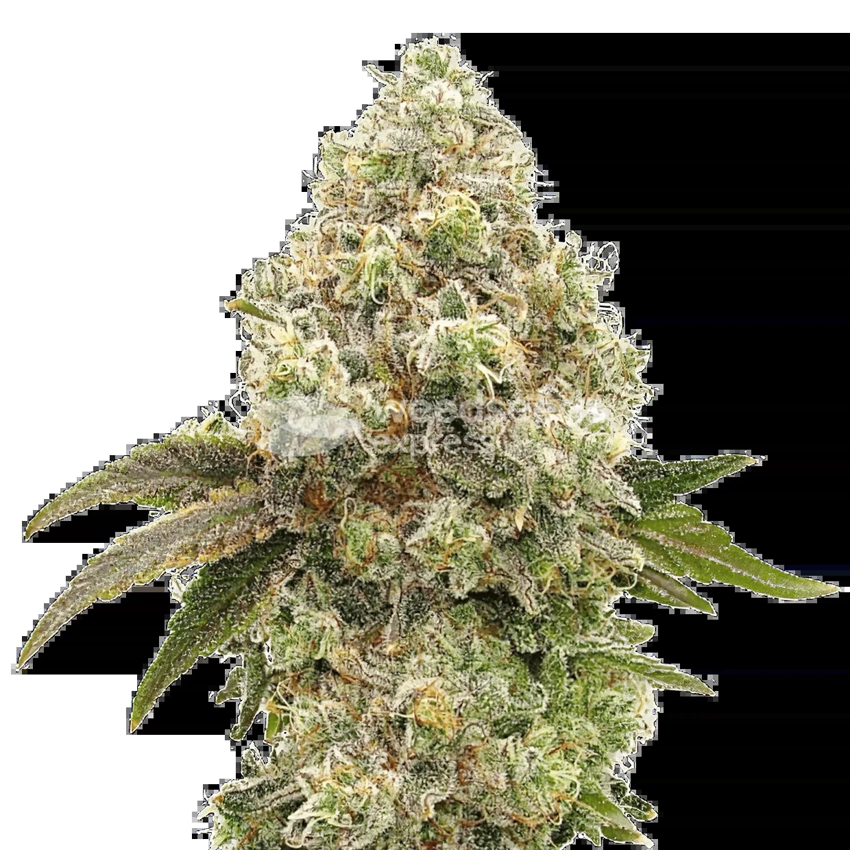 Super Boof Seeds