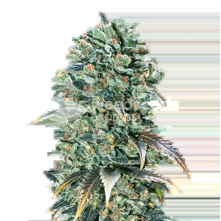 Super Glue Seeds
