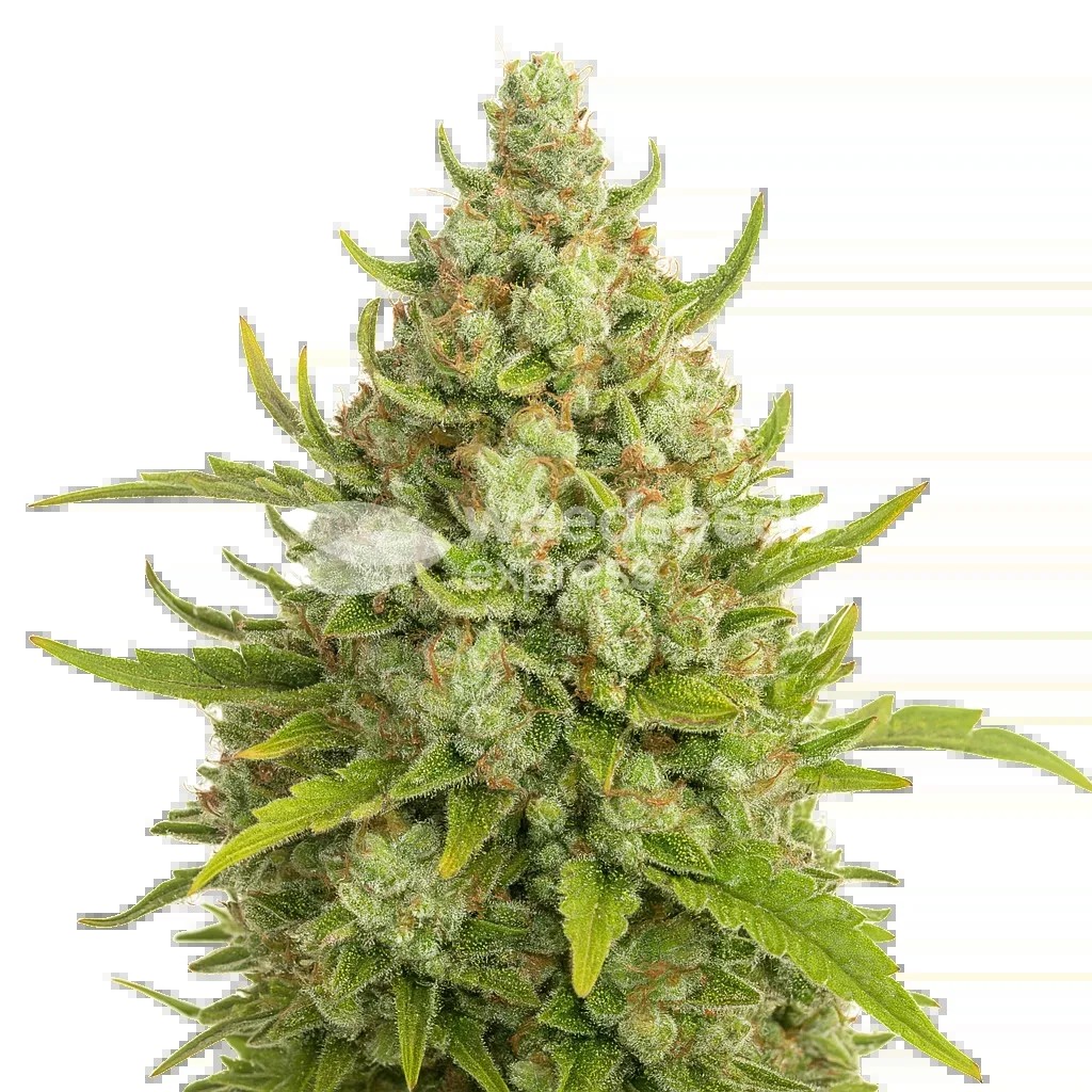 Super Lemon Haze Auto Seeds