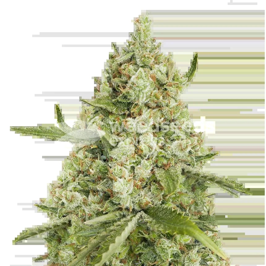 Super Lemon Haze Seeds