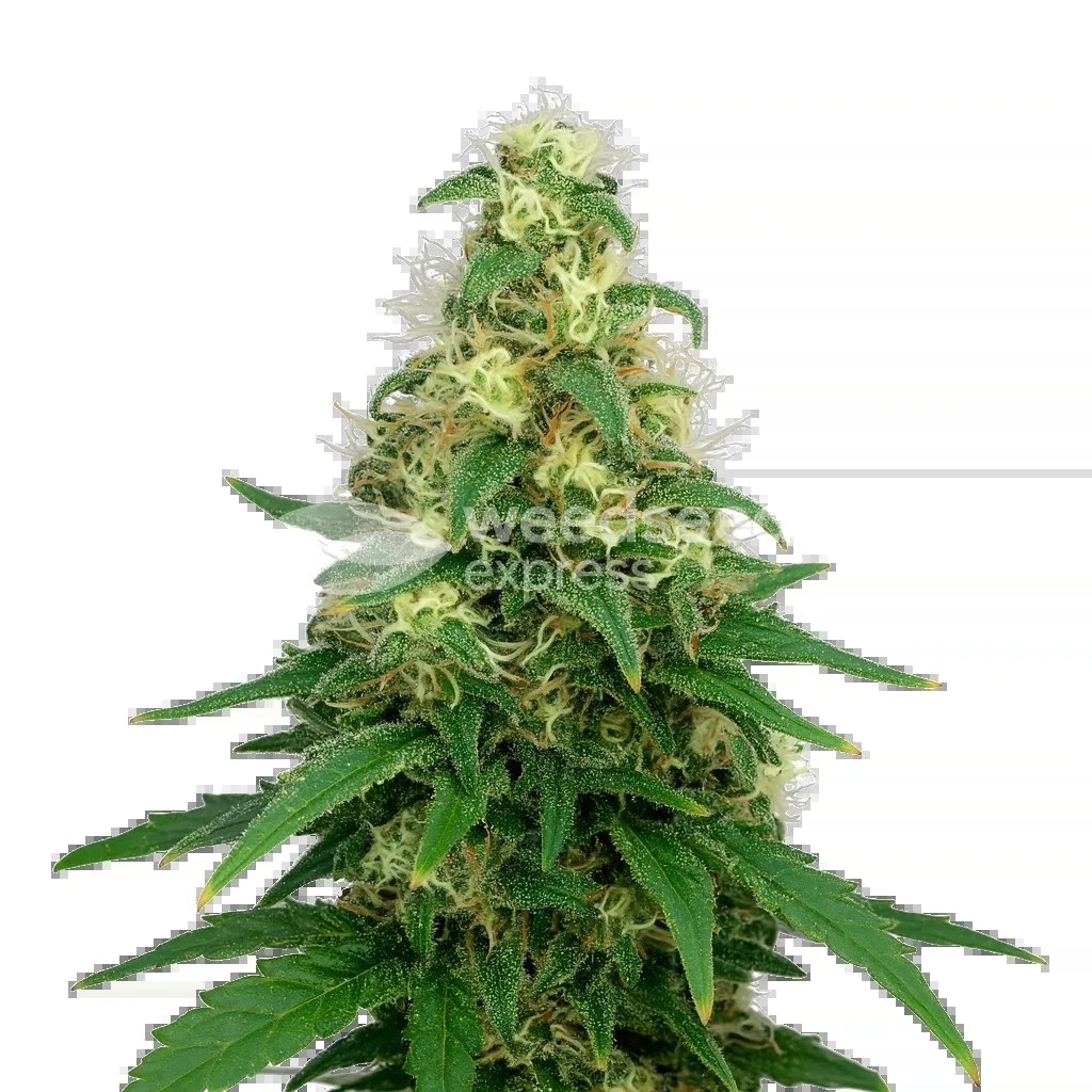 Super Silver Haze Auto Seeds