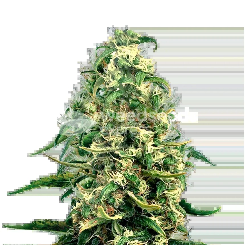 Super Silver Haze Seeds