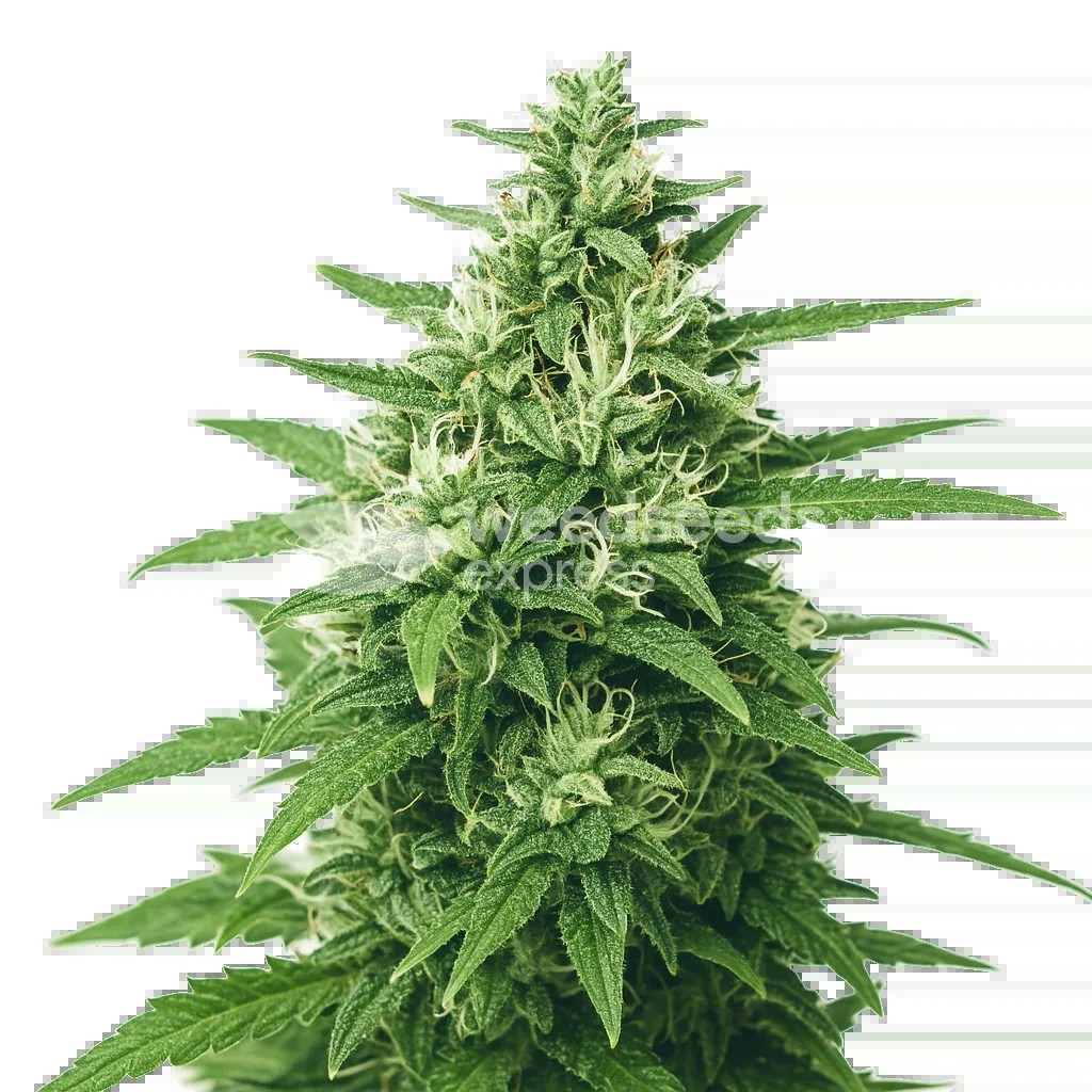 Super Skunk Auto Seeds