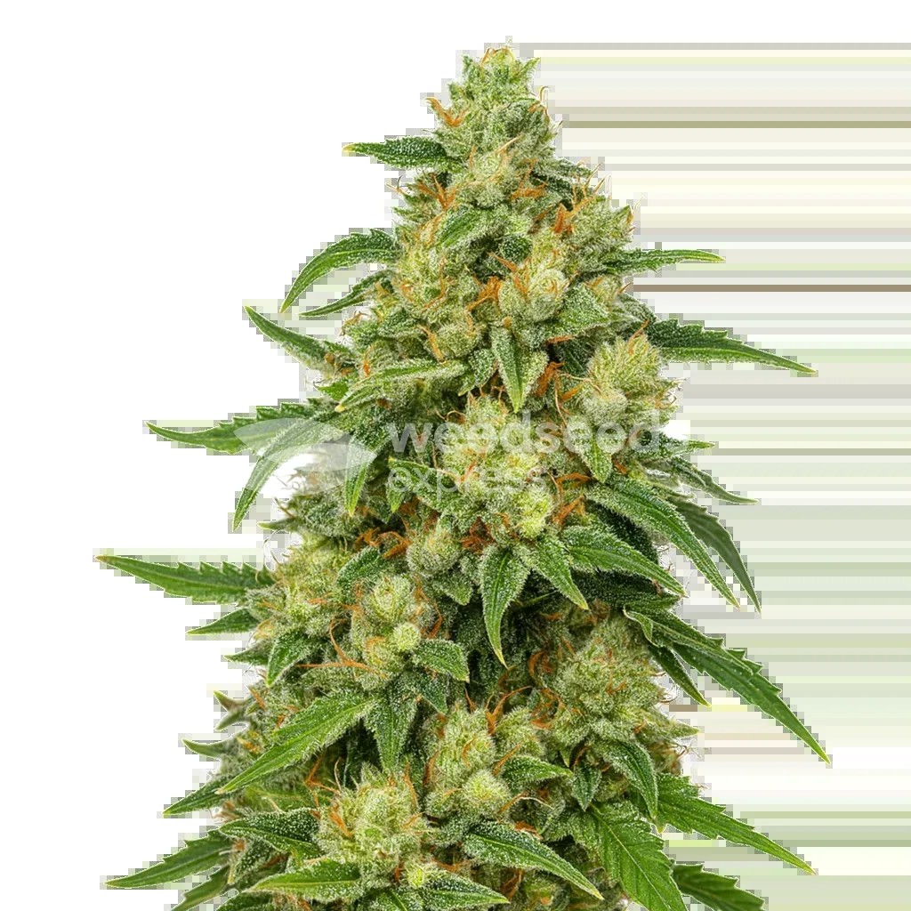 Sweet Tooth Auto Seeds