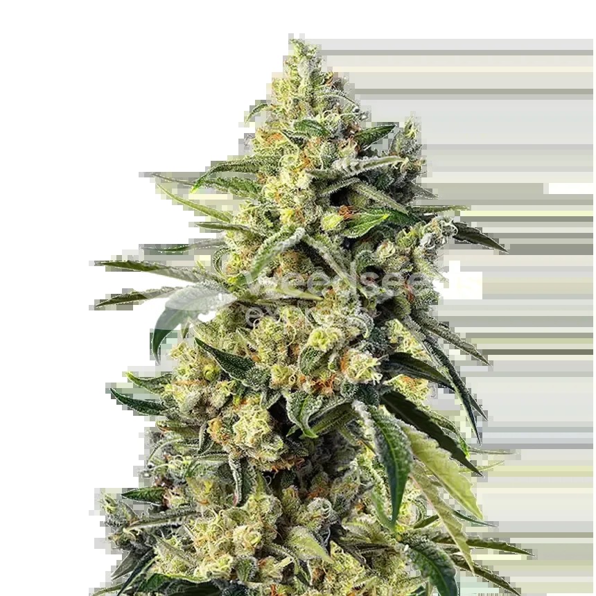 Sweet Tooth Seeds