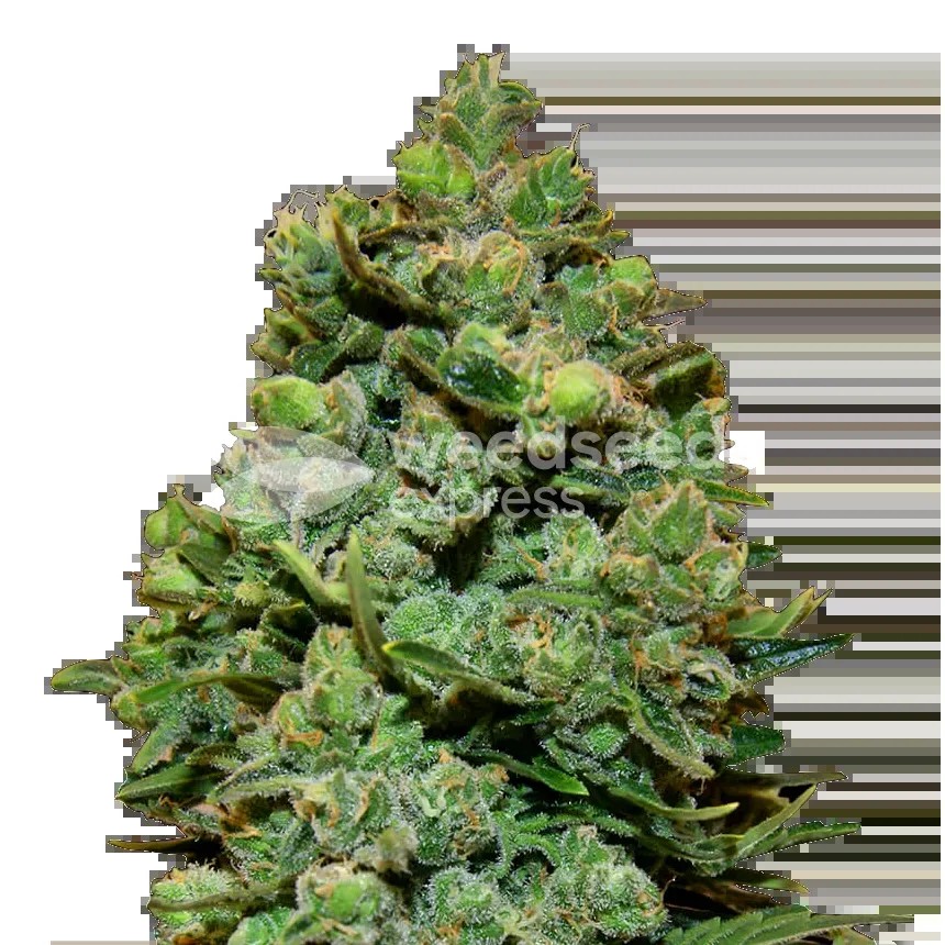 Swiss Cheese Seeds