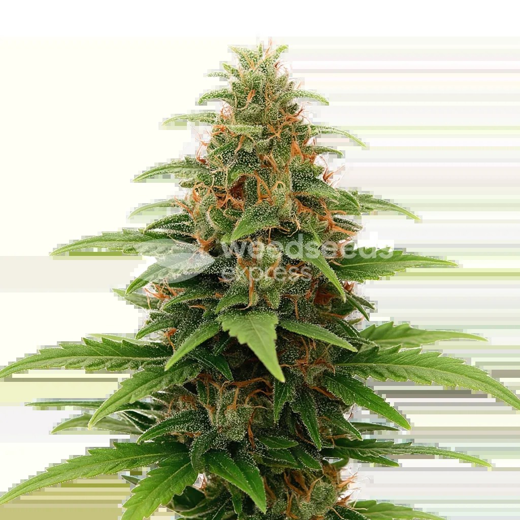 Tangerine Dream Auto Seeds