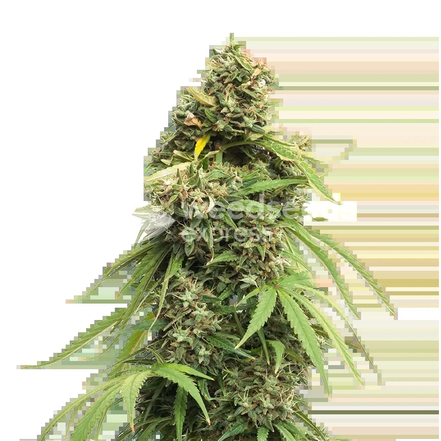 Tangie Seeds