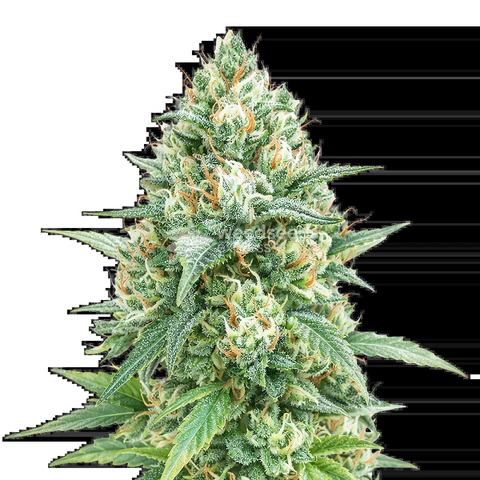 Tetra Express Auto Seeds