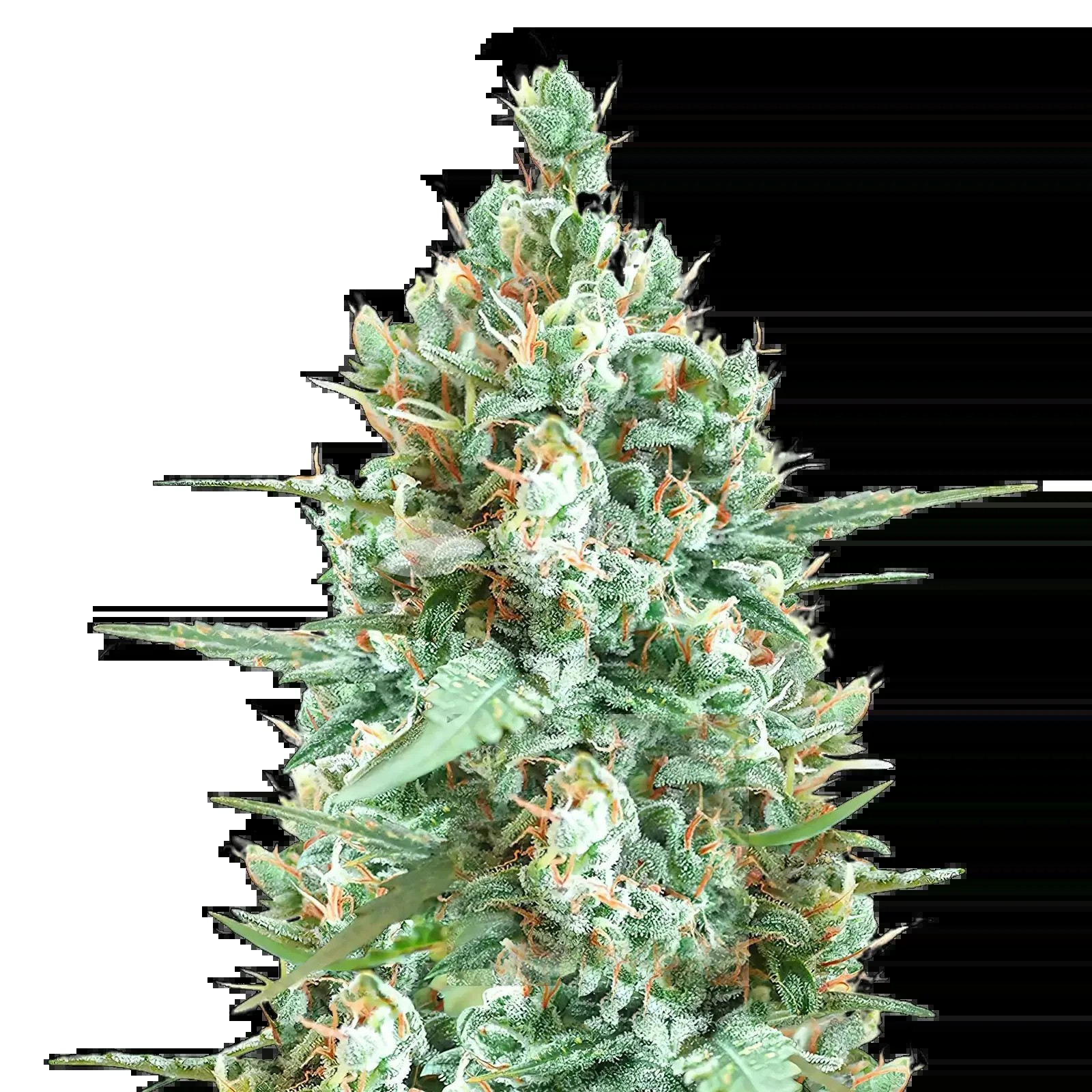 Tetra Express Seeds