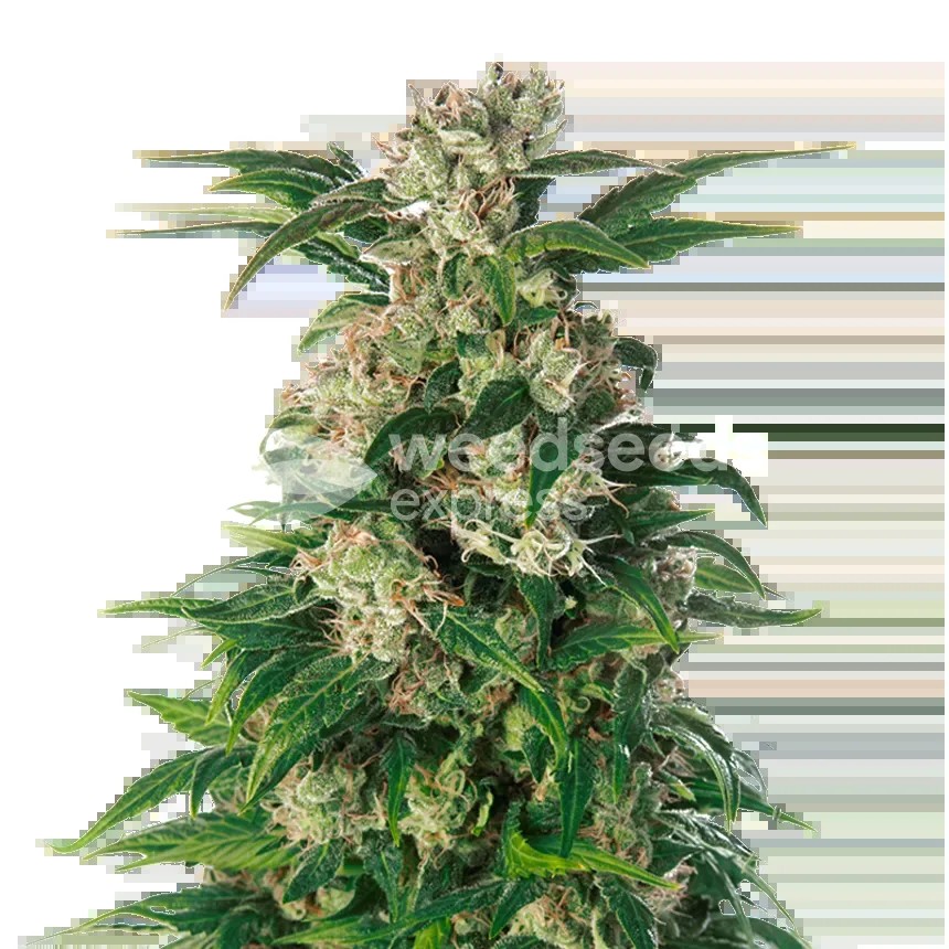Trainwreck Seeds