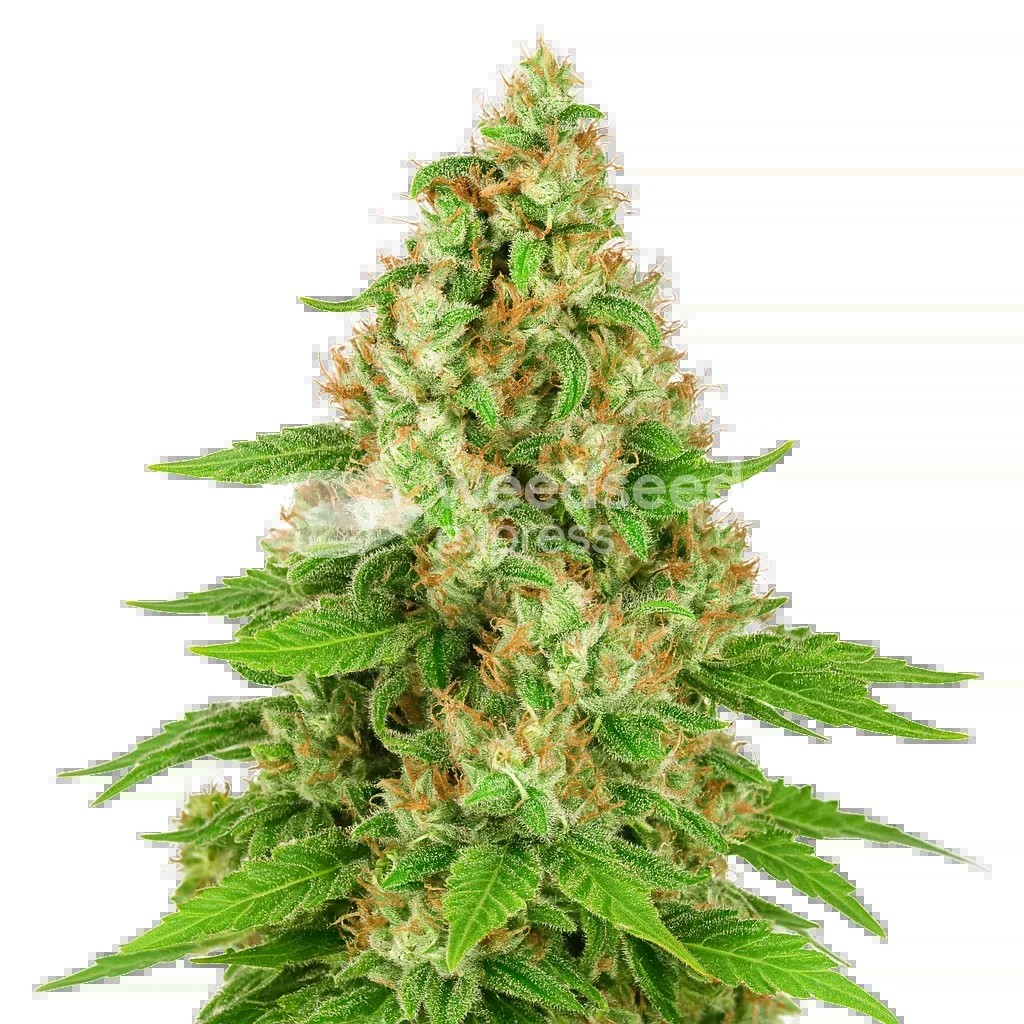 Triangle Kush Auto Seeds