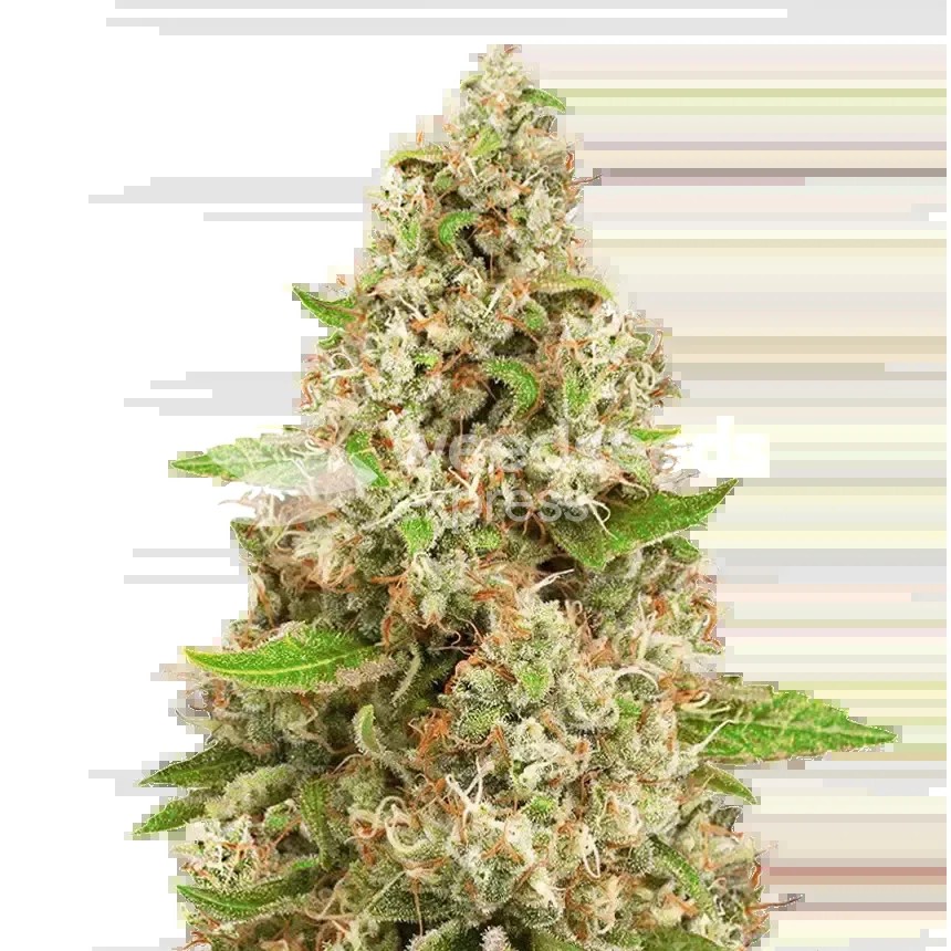 Triangle Kush Seeds
