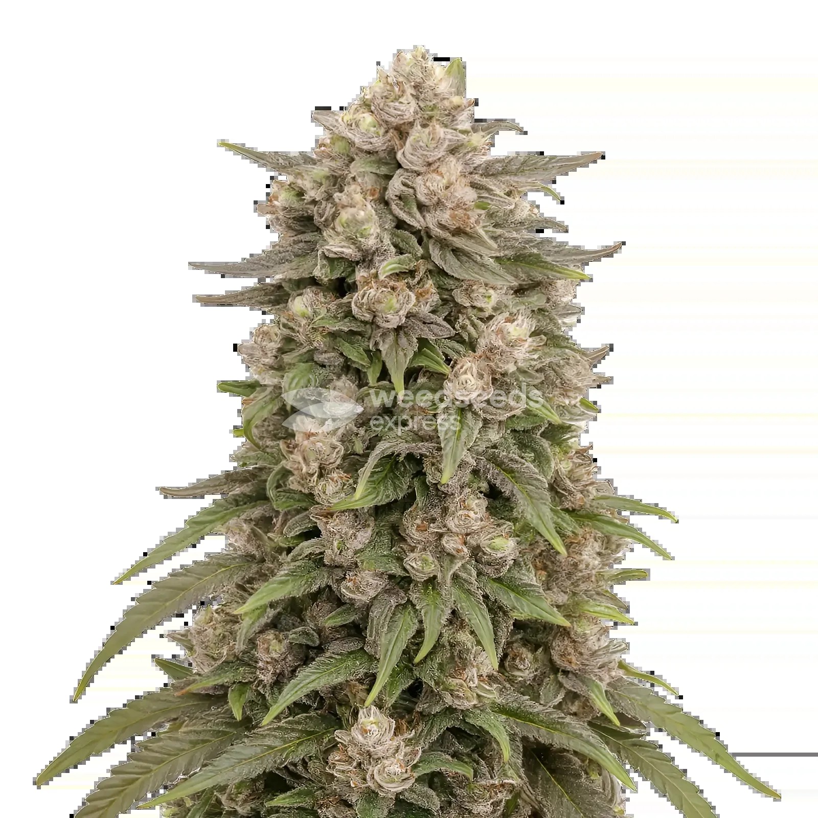 Tropicana Cherry Seeds