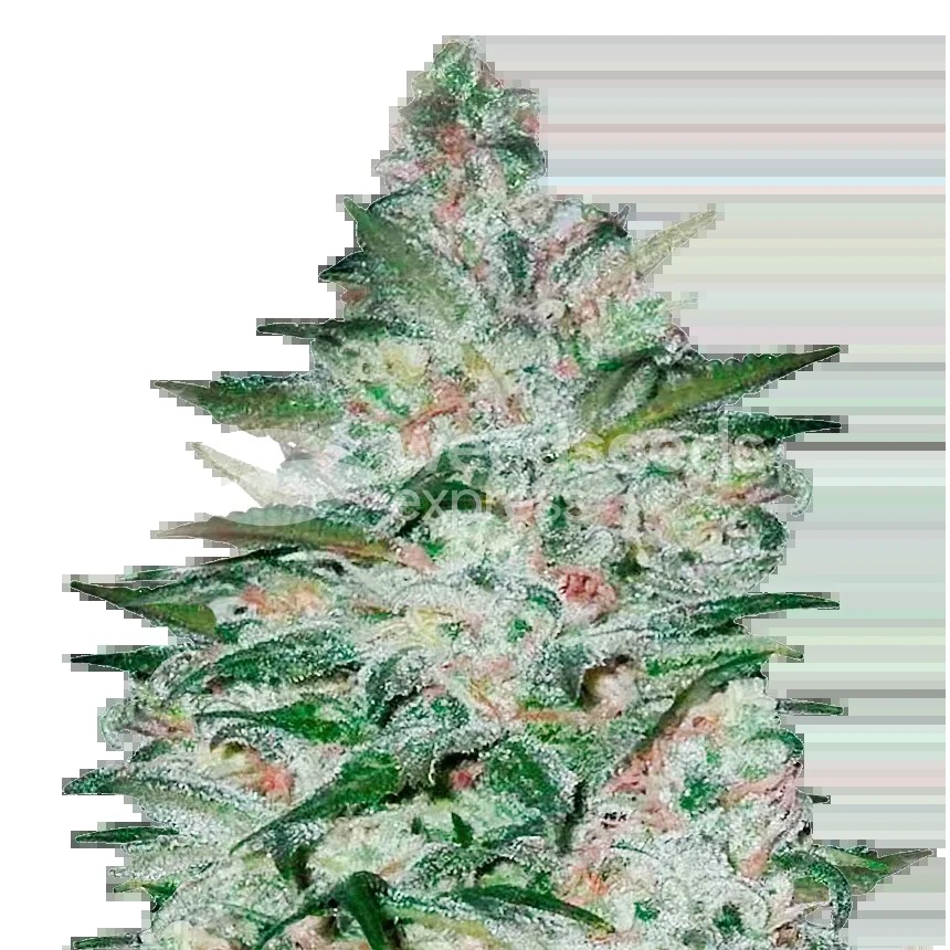 Tropicana Cookies Seeds