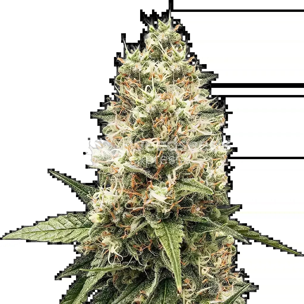 Watermelon Gelato Seeds