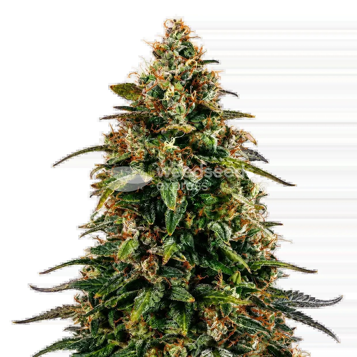 Watermelon Zkittlez Seeds