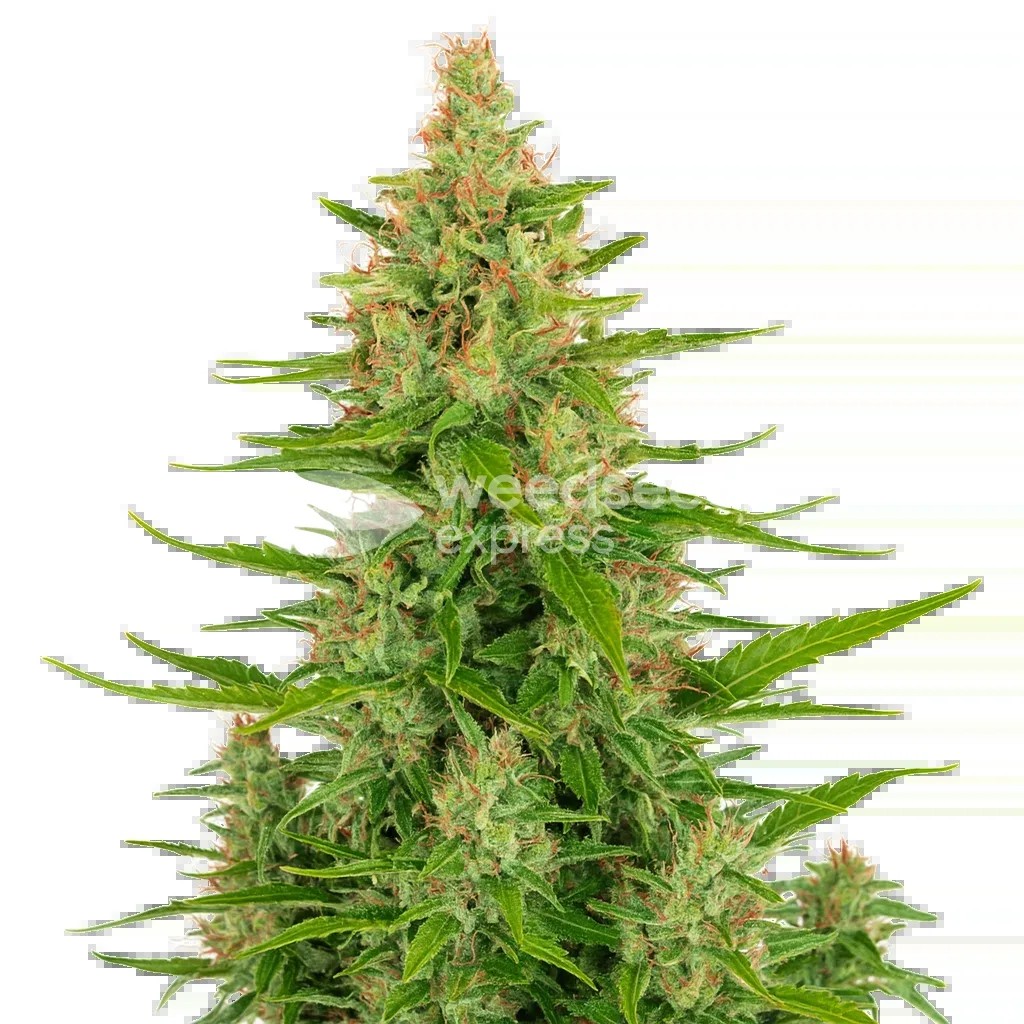 Wedding Cake Auto Seeds