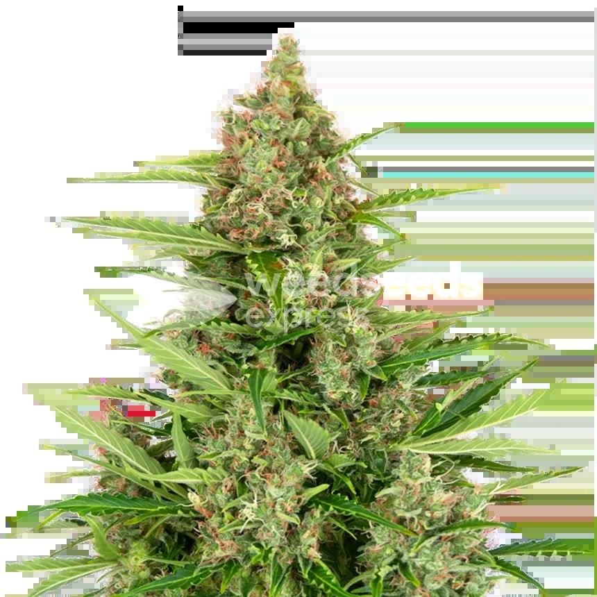 Wedding Cake Seeds