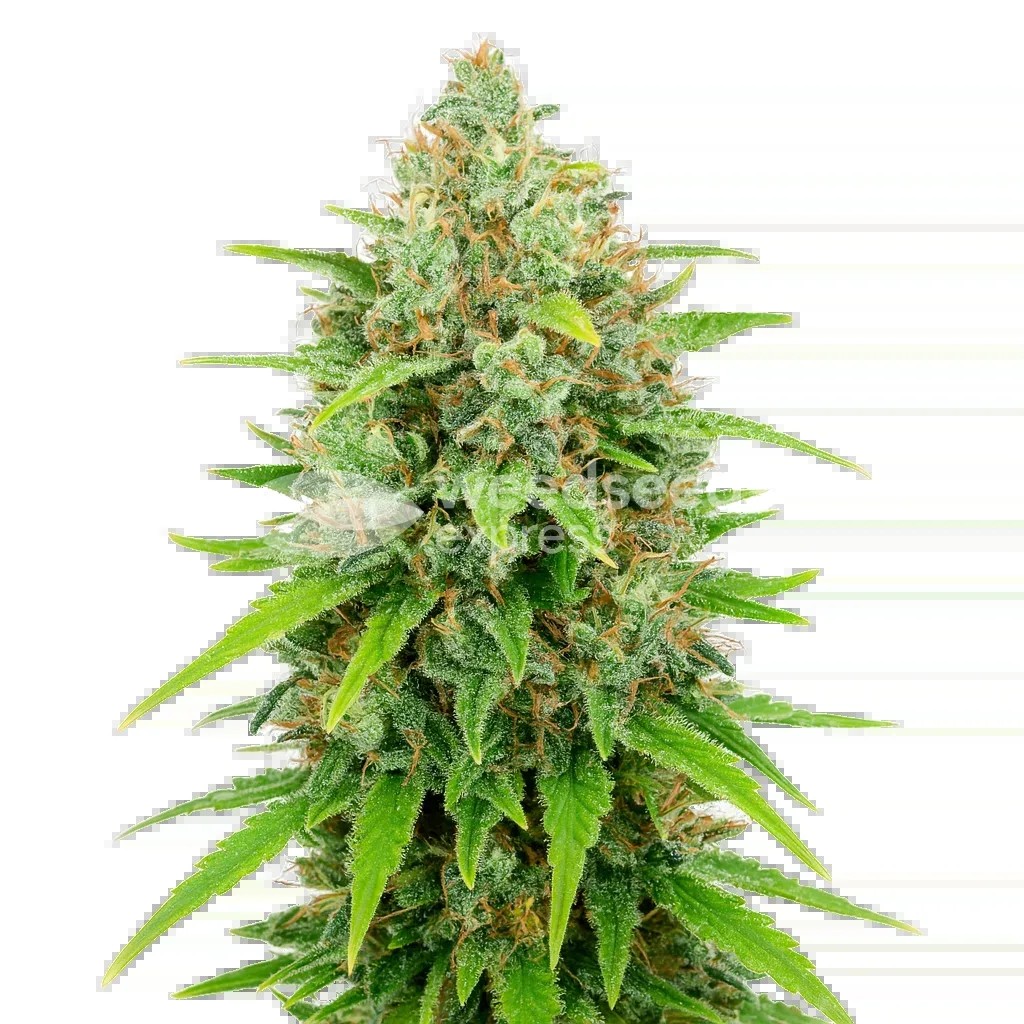 White Rhino Auto Seeds