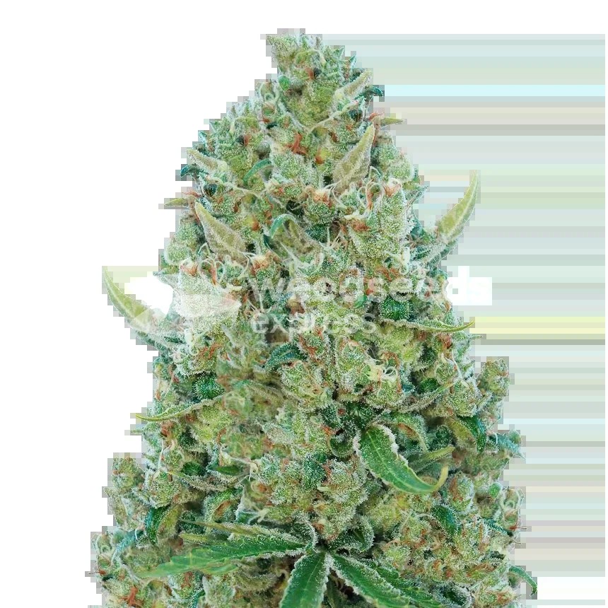 White Rhino Seeds