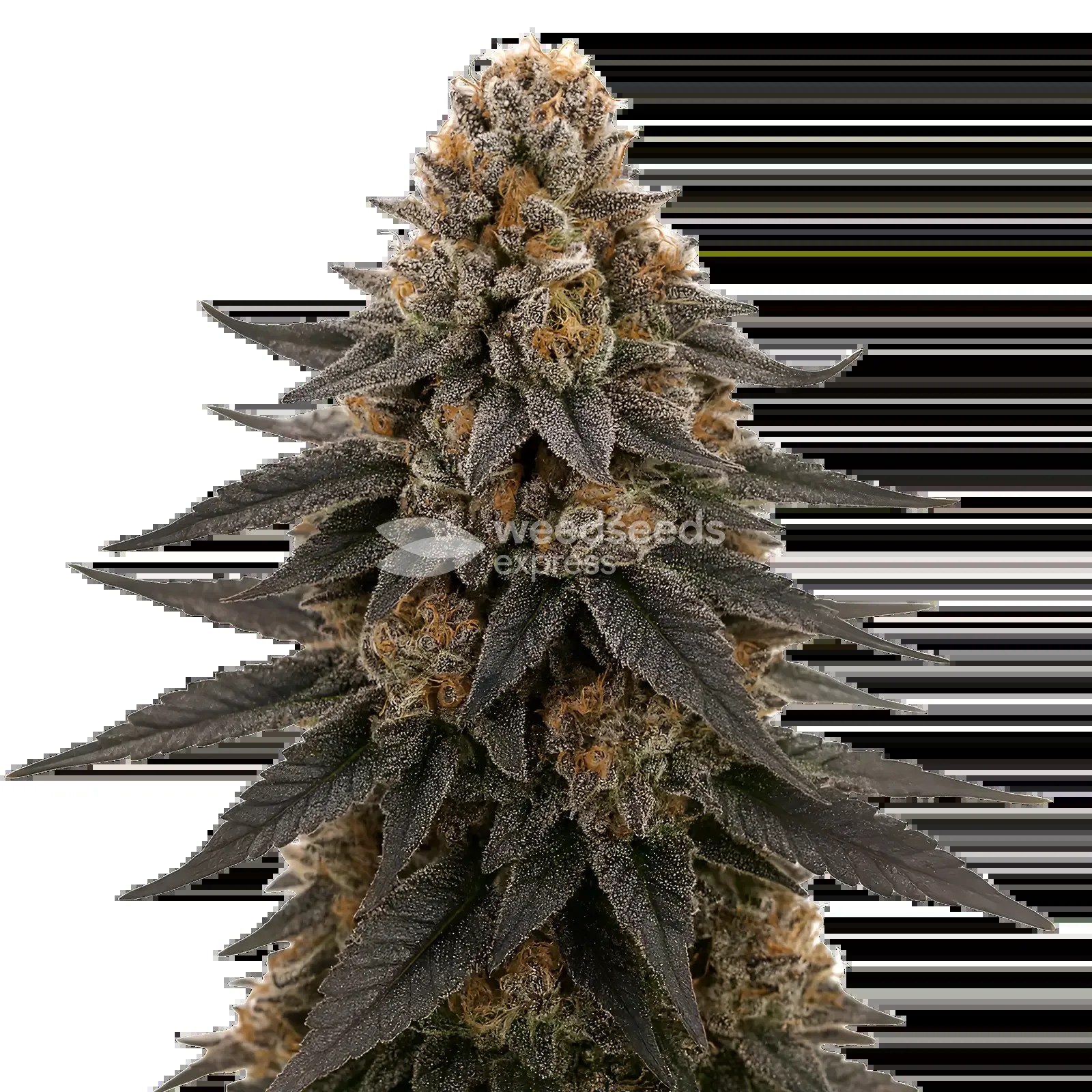 White Runtz Seeds