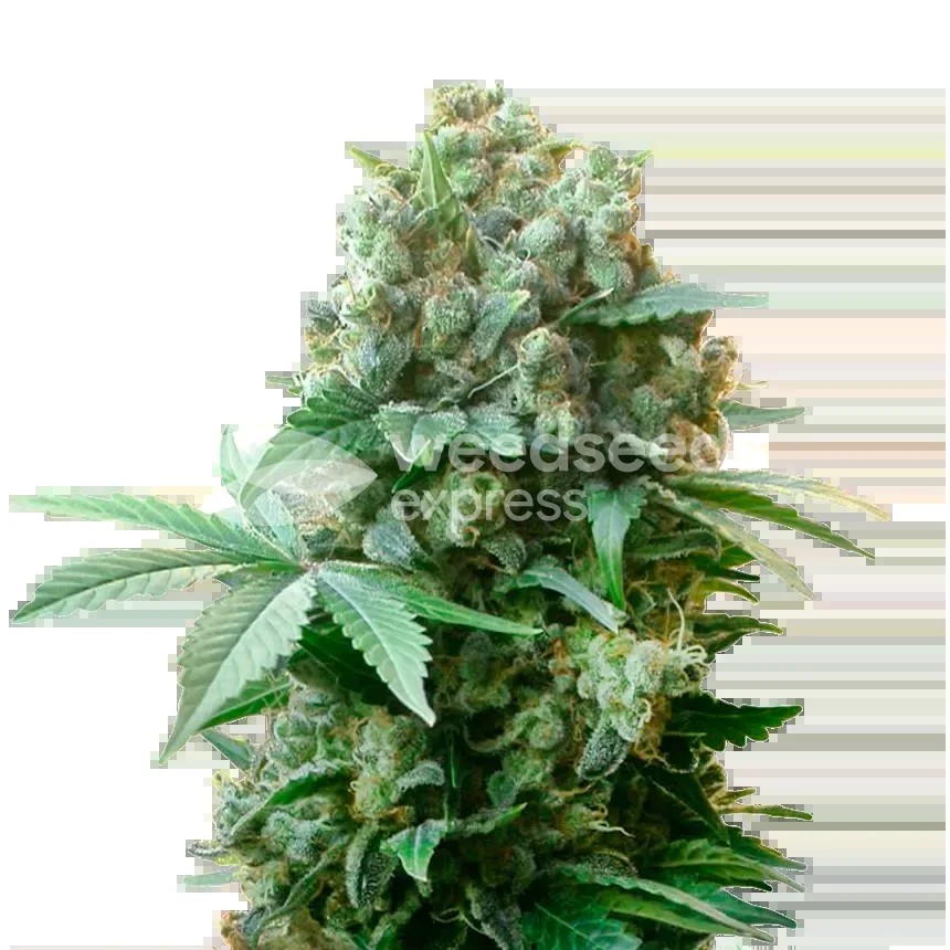 White Russian Seeds