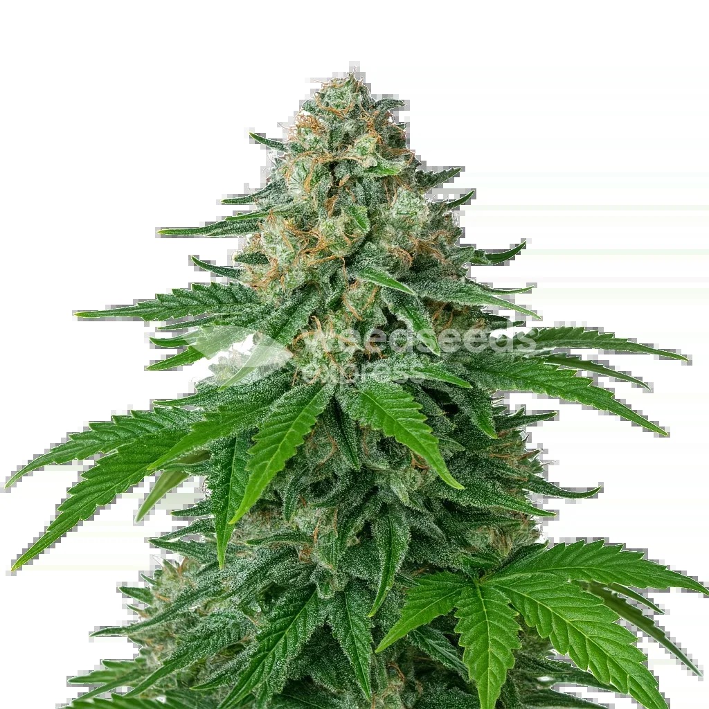 White Widow Auto Seeds