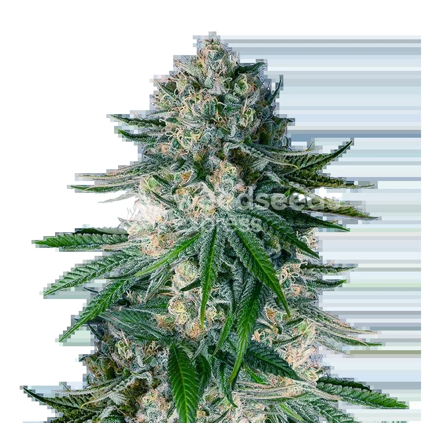 White Widow Regular Seeds