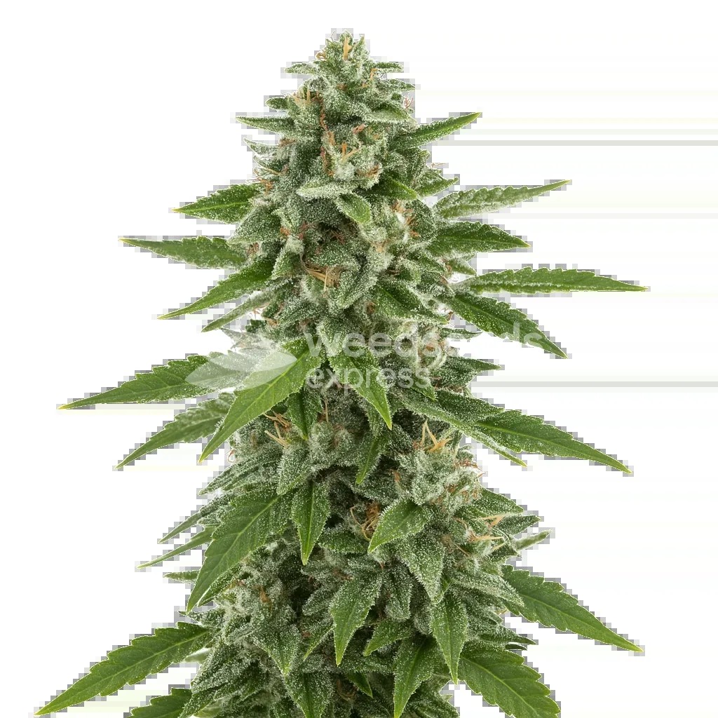 White Widow x Northern Lights Auto Seeds