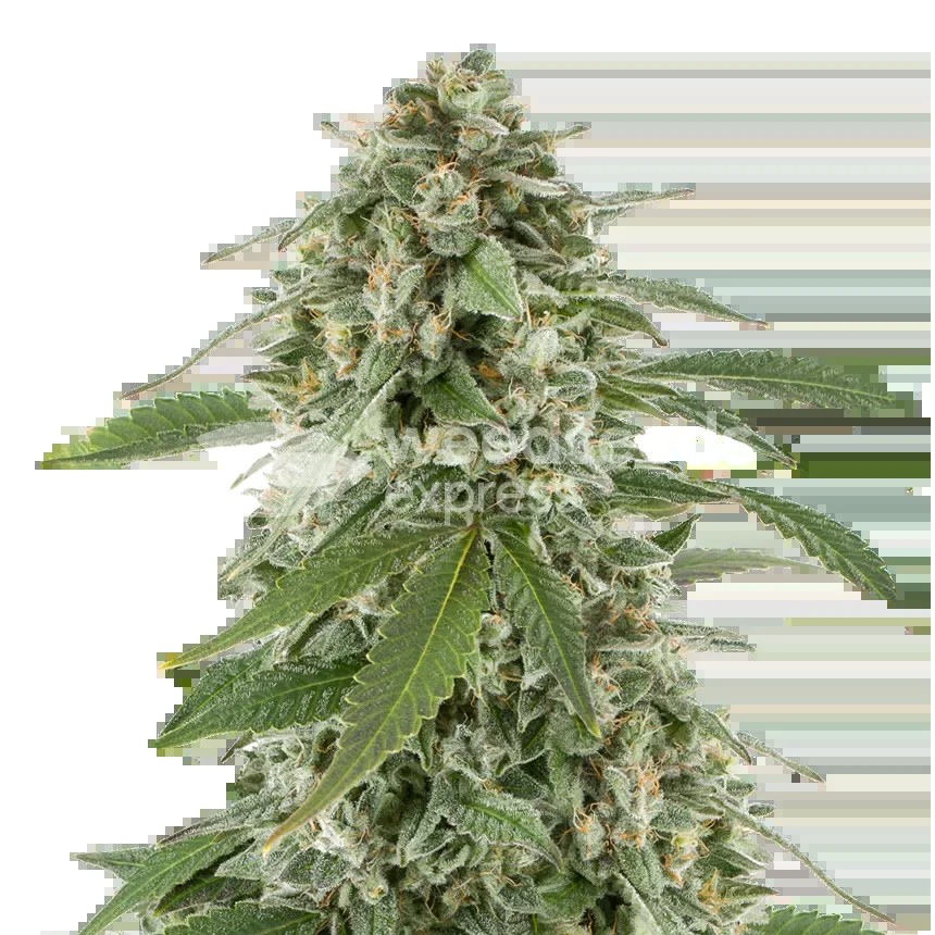 White Widow x Northern Lights Seeds