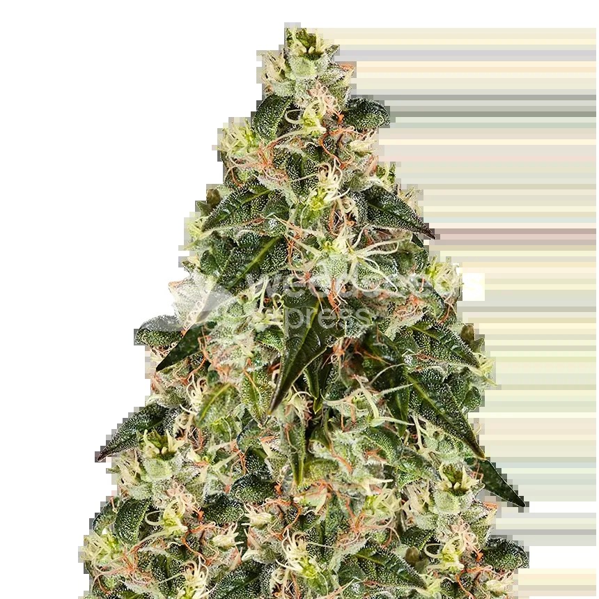XJ-13 Seeds
