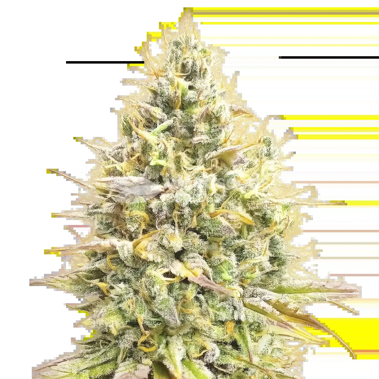 Yumbolt Banana Auto Seeds