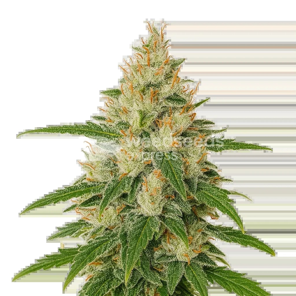 Z OG Auto Seeds