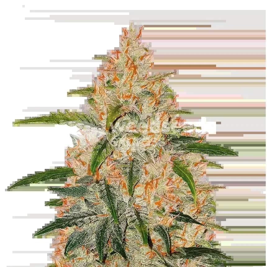 Z OG Seeds