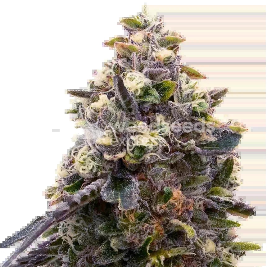 Zoap Seeds