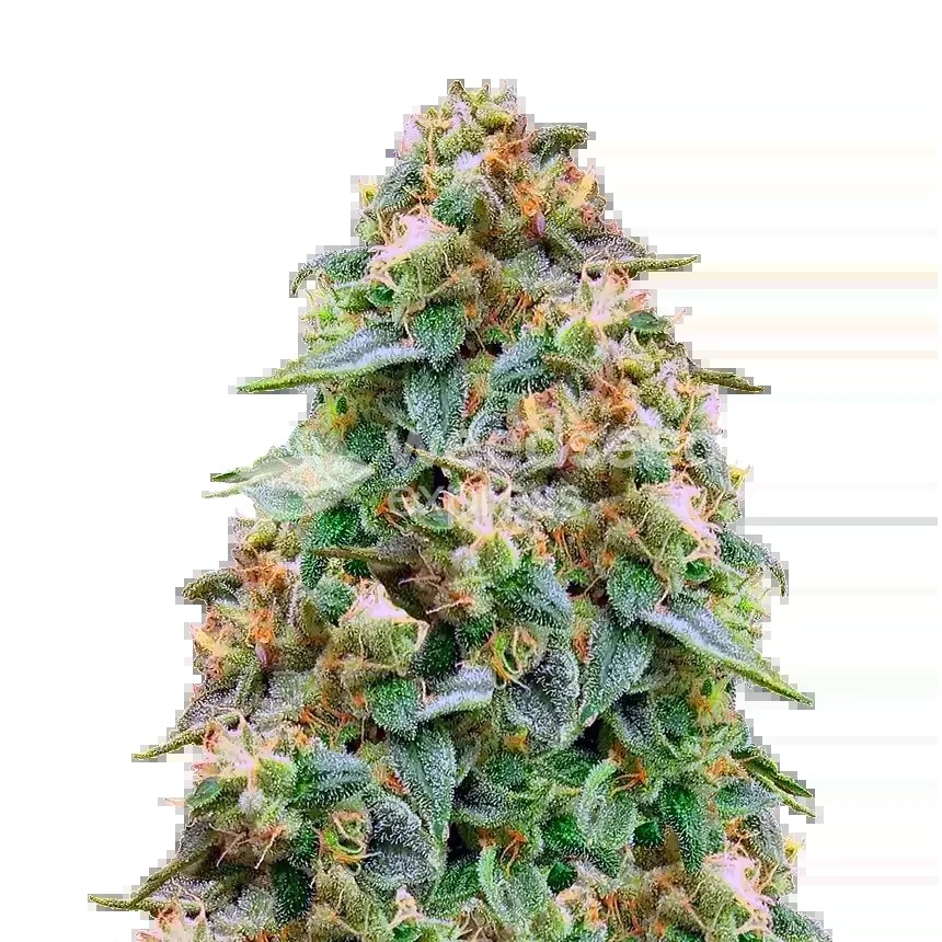 Zombie Death Fuck Seeds