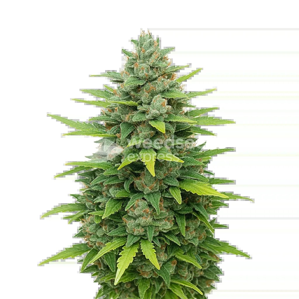 Sour Diesel Auto Seeds